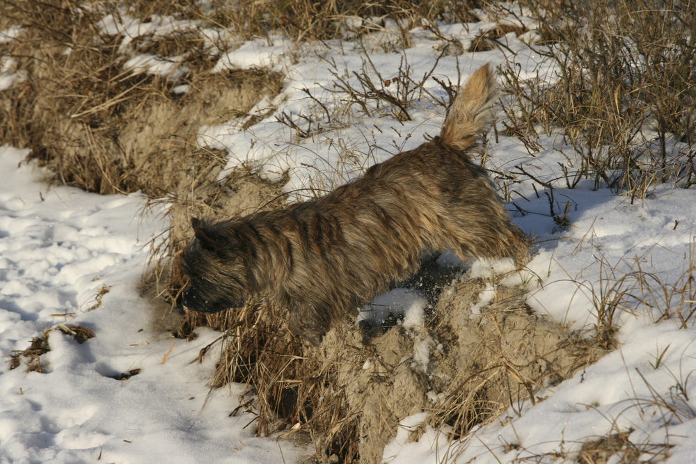 Cairn Terrier