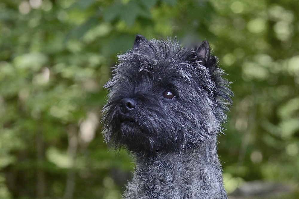 Cairn Terrier