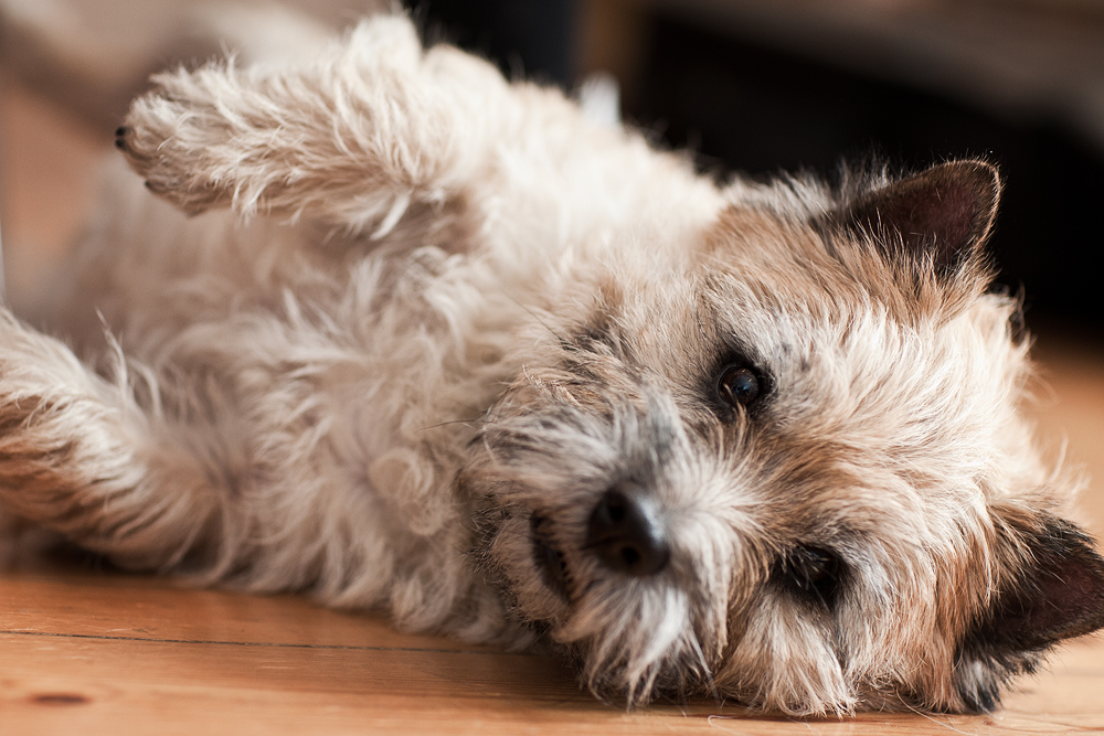 Cairn Terrier