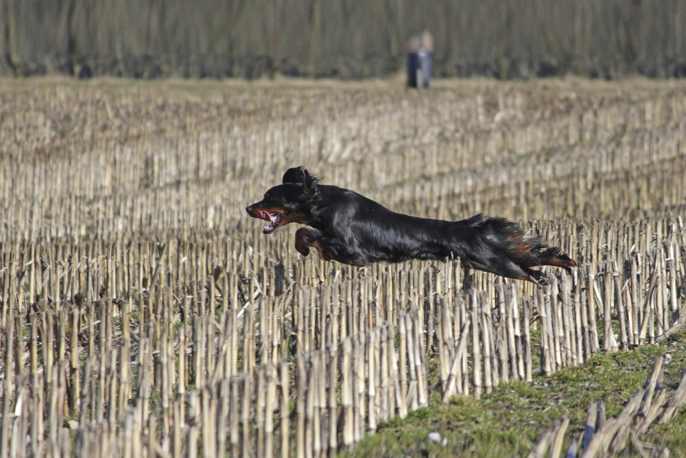 Gordon Setter