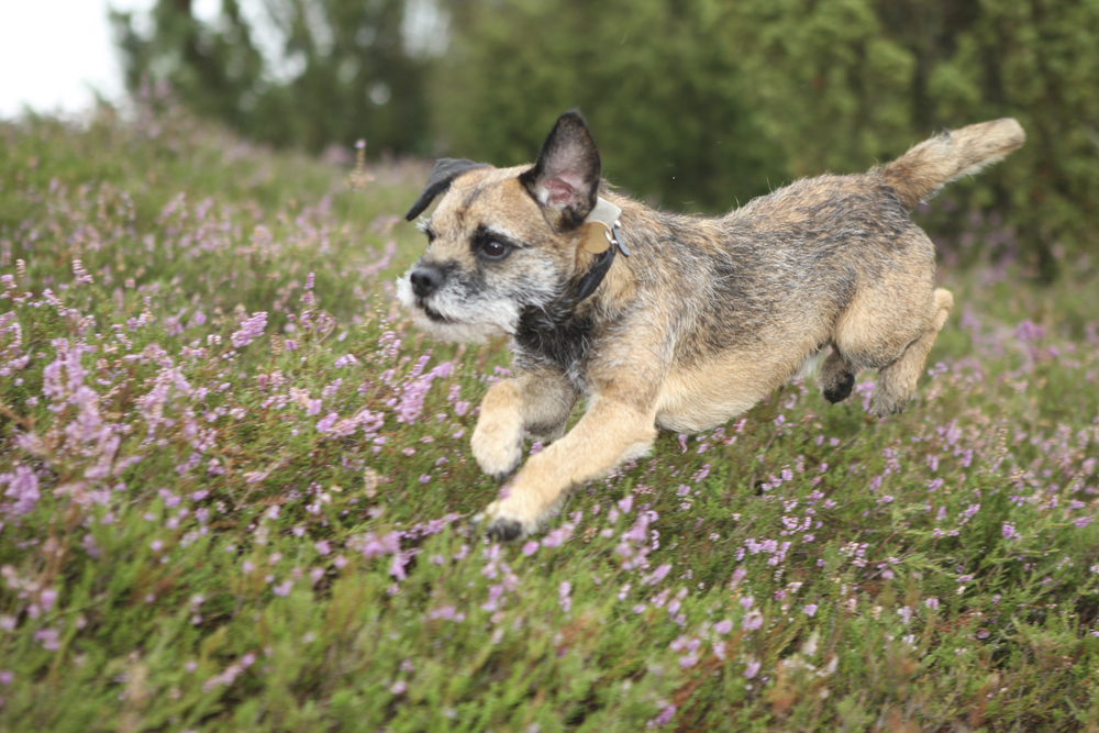Border Terrier