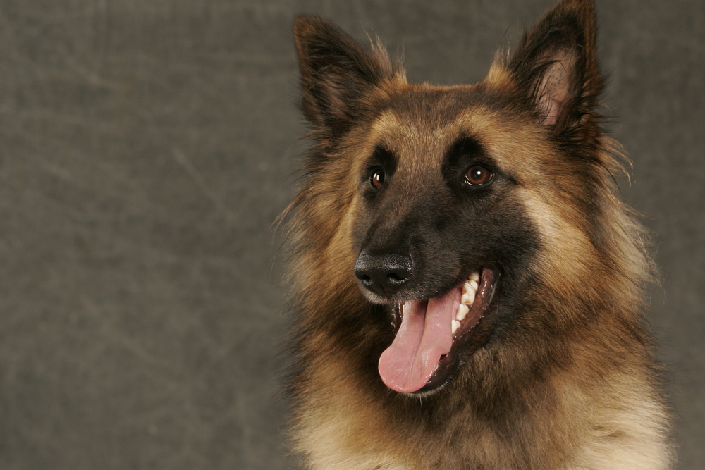 Belgisk Hyrdehund, Tervueren