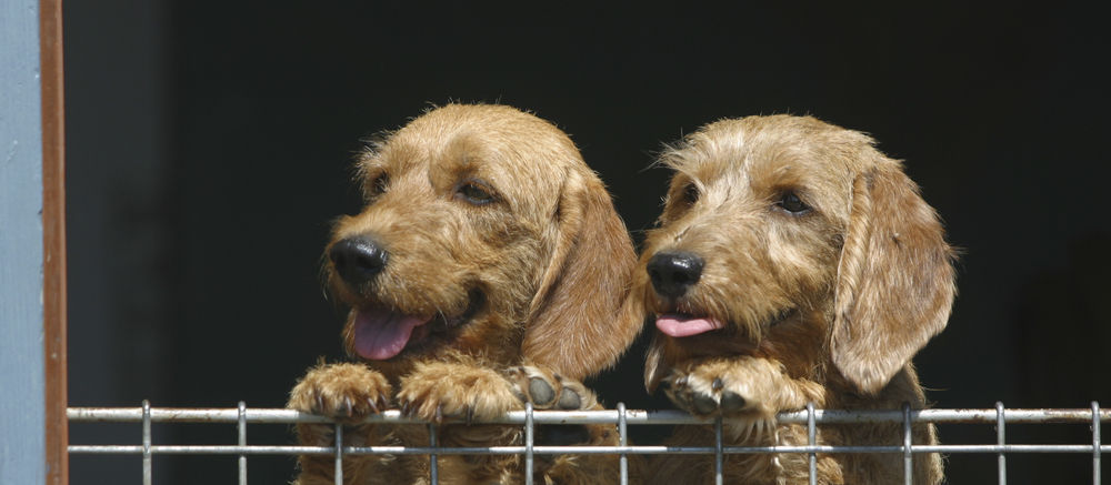 Basset Fauve de Bretagne