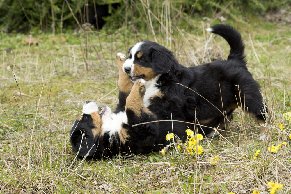 Berner Sennenhund