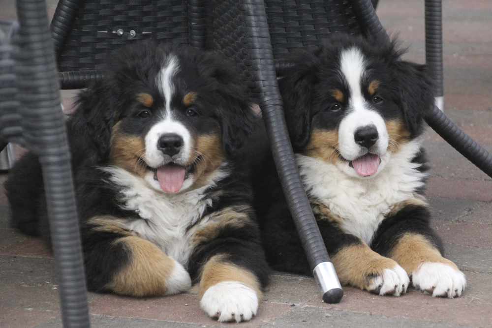 Berner Sennenhund