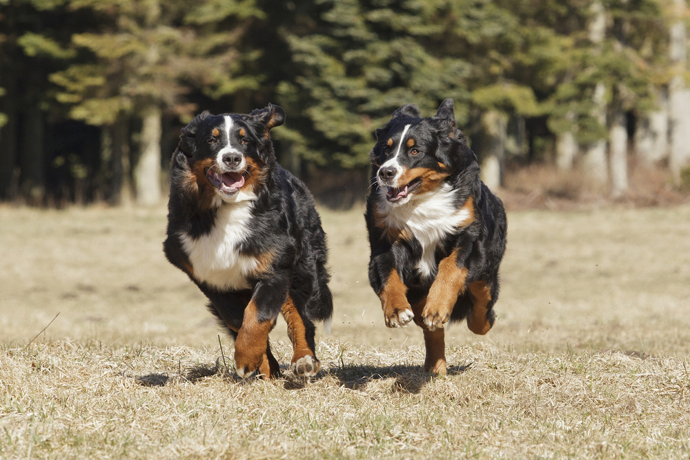Berner Sennenhund