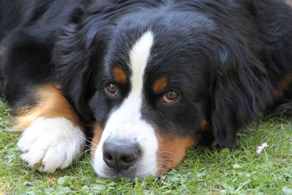 Berner Sennenhund