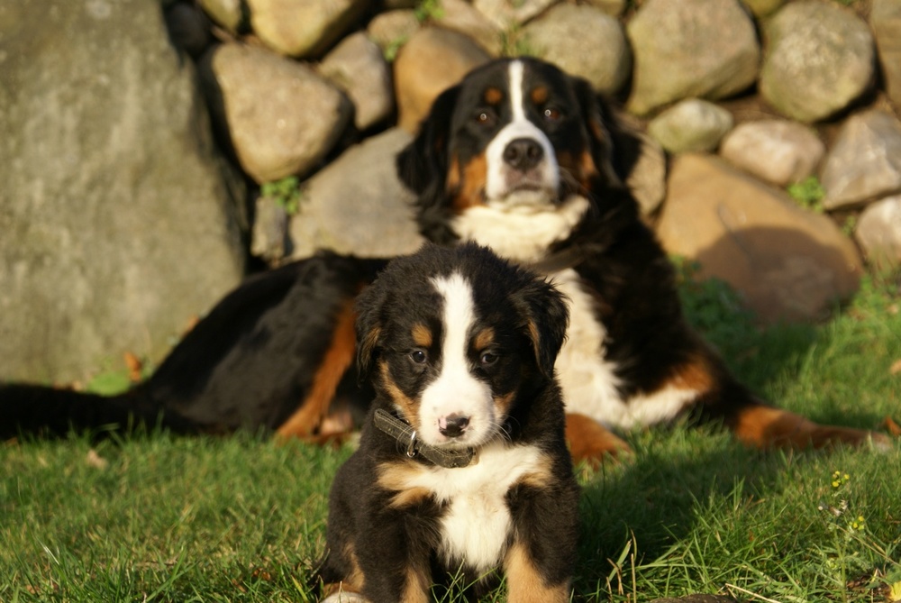 Berner Sennenhund
