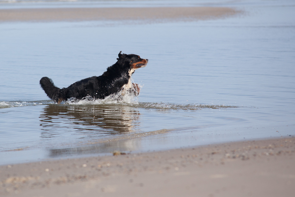 Berner Sennenhund
