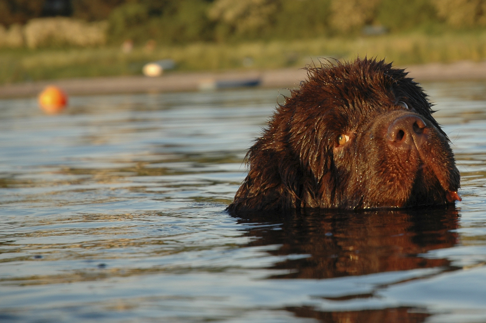 Newfoundland
