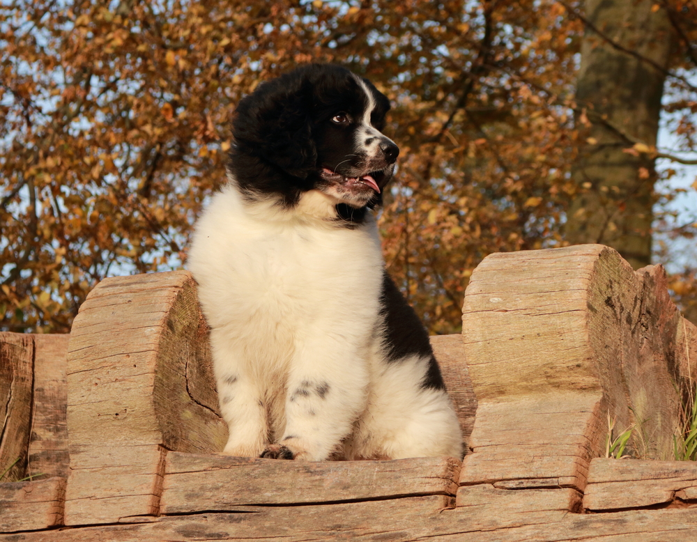 Newfoundland