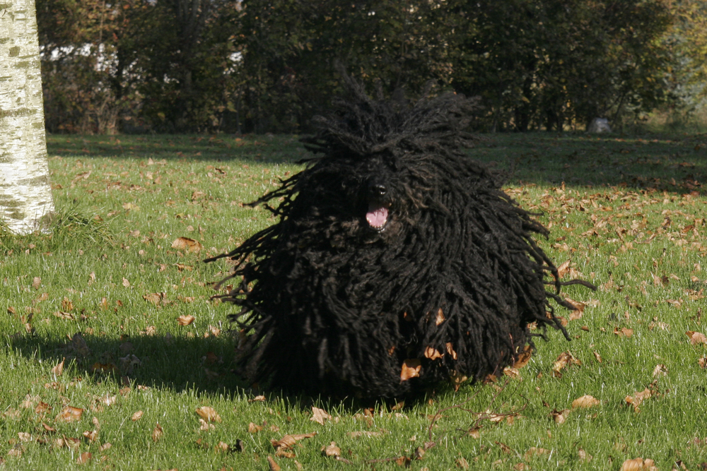 Puli