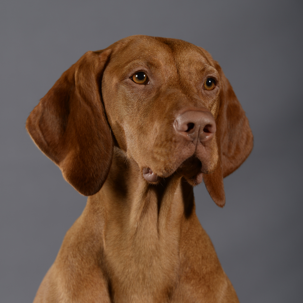 Vizsla, korthåret