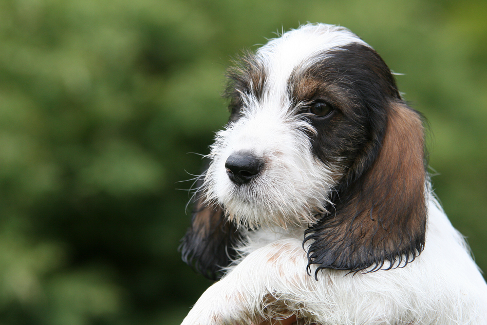 Petit Basset Griffon Vendéen