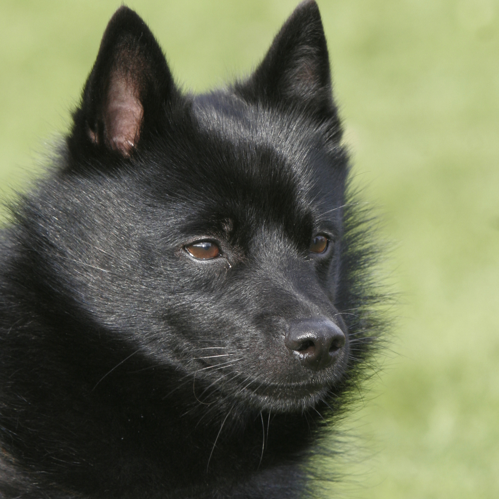 Schipperke