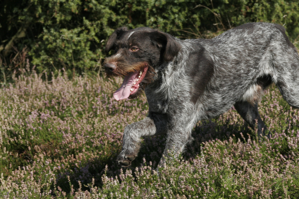 Ruhåret Hønsehund