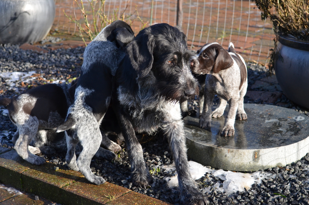 Ruhåret Hønsehund