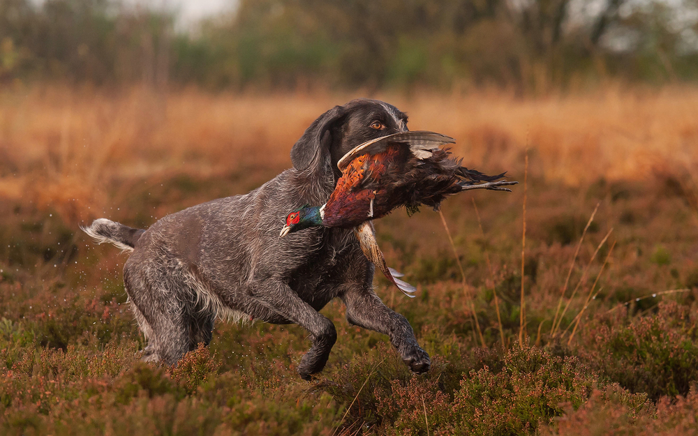 Ruhåret Hønsehund