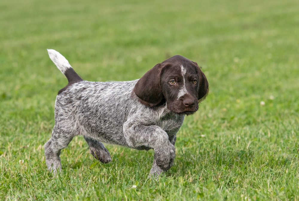 Ruhåret Hønsehund