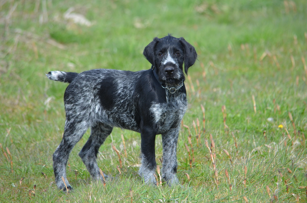 Ruhåret Hønsehund