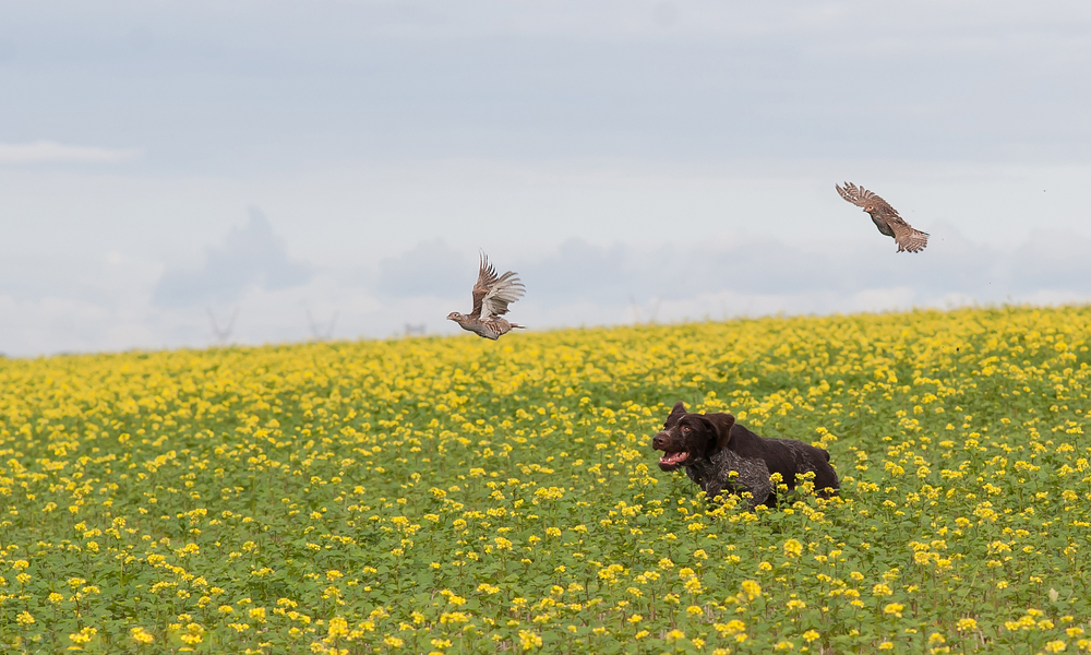 Ruhåret Hønsehund