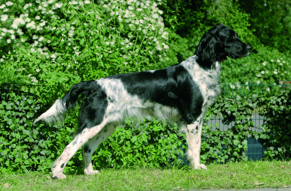Grosser Münsterländer