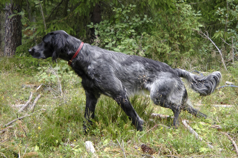 Grosser Münsterländer