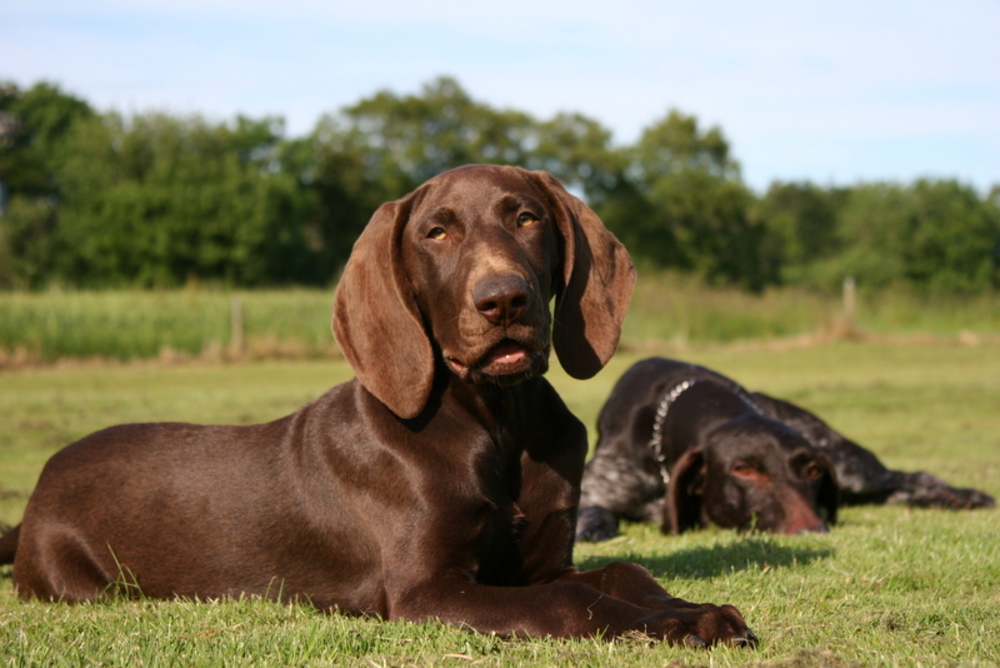 Korthåret Hønsehund