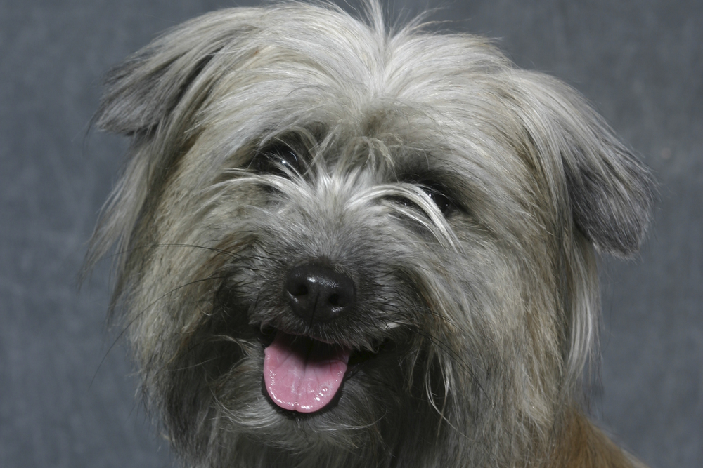 Pyrenæisk Hyrdehund