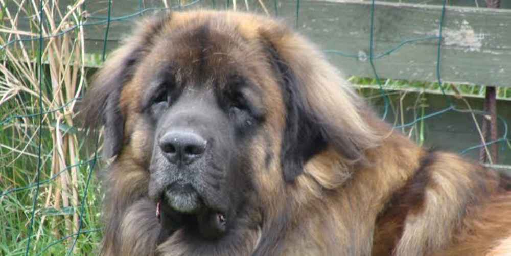 Leonberger