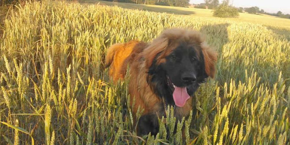 Leonberger