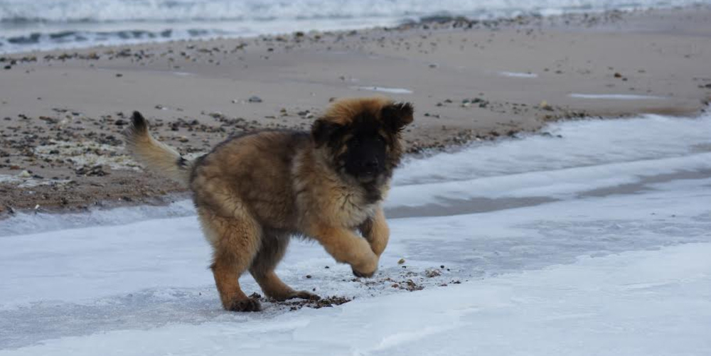 Leonberger