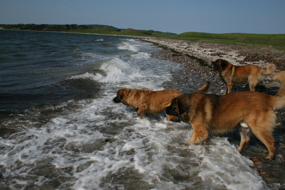 Leonberger
