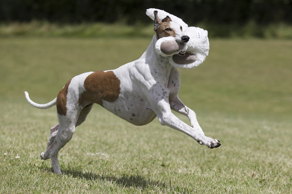 Greyhound