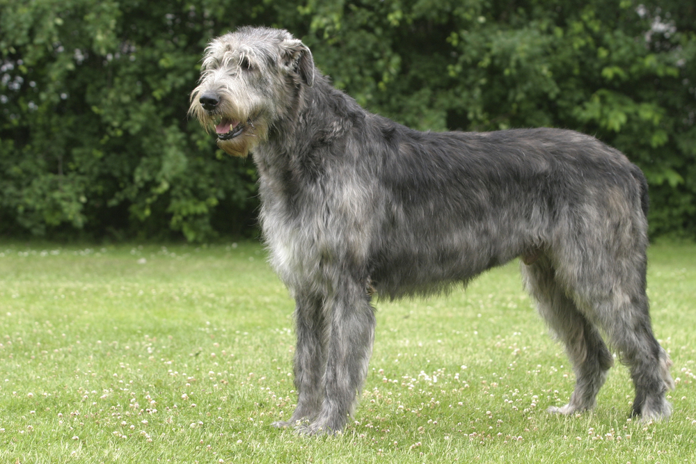 Irsk Ulvehund