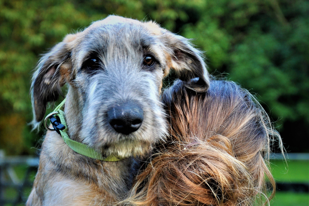 Irsk Ulvehund