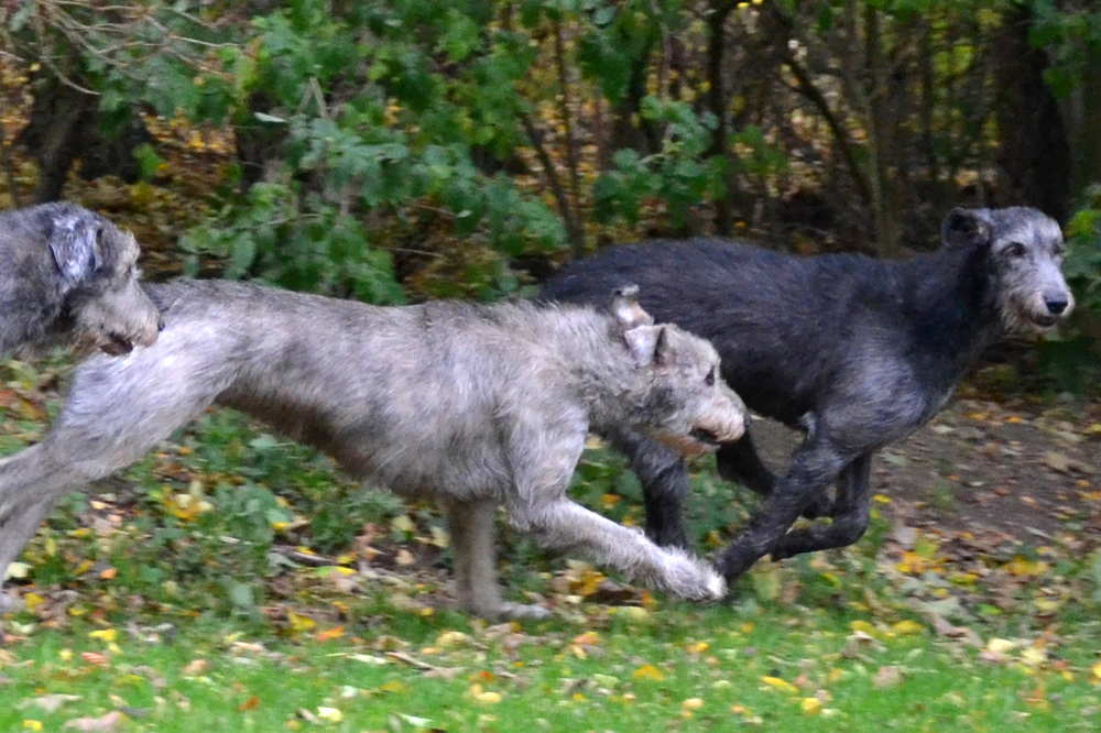 Irsk Ulvehund