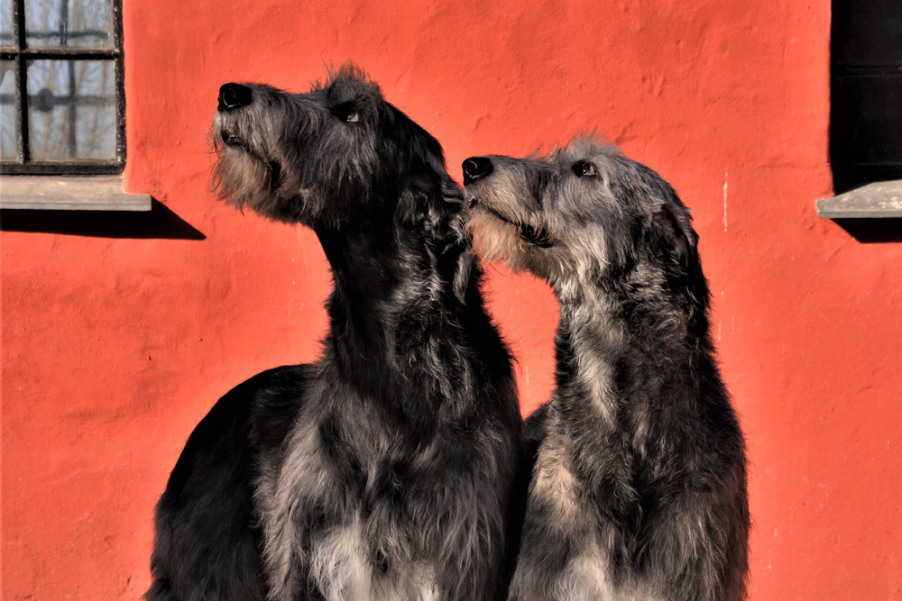 Irsk Ulvehund