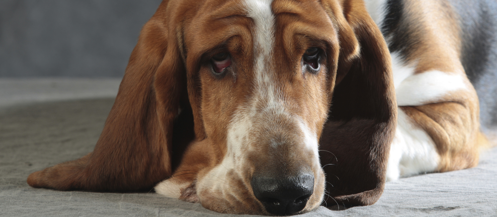 Basset Hound
