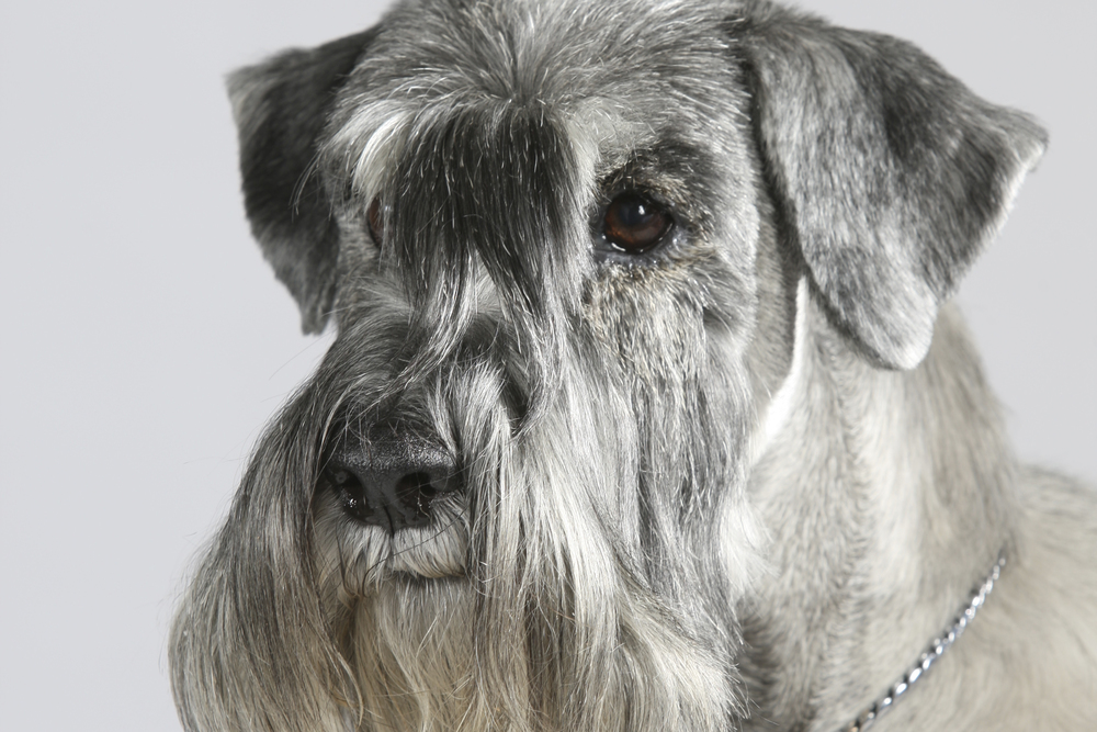 Schnauzer, peber/salt