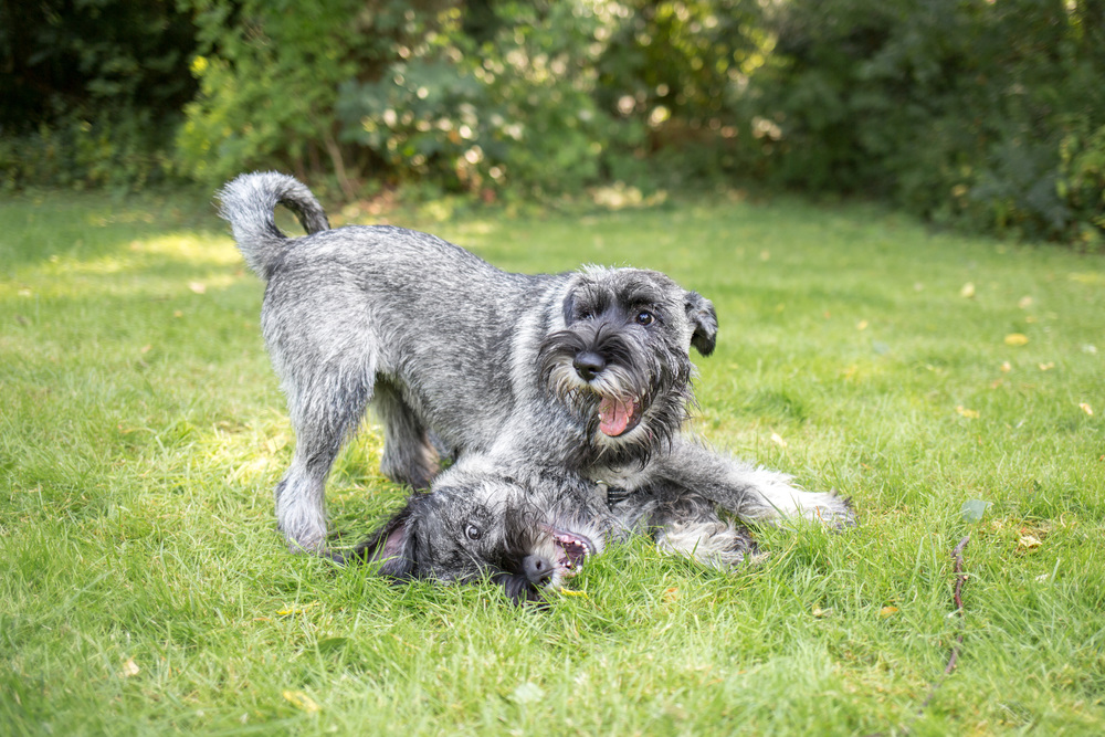 Schnauzer, peber/salt