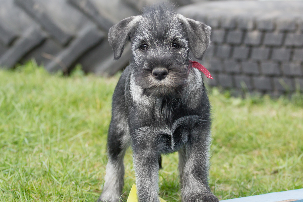 Schnauzer, peber/salt