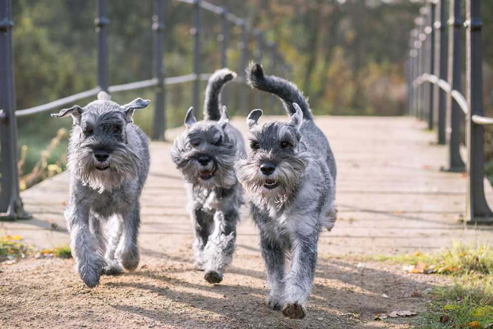 Schnauzer, peber/salt