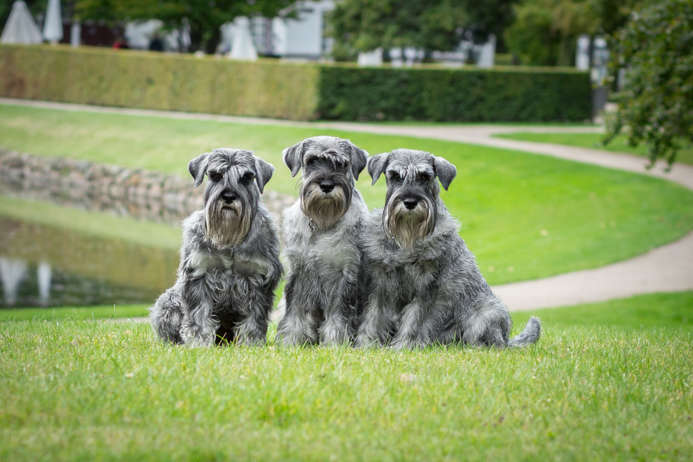 Schnauzer, peber/salt