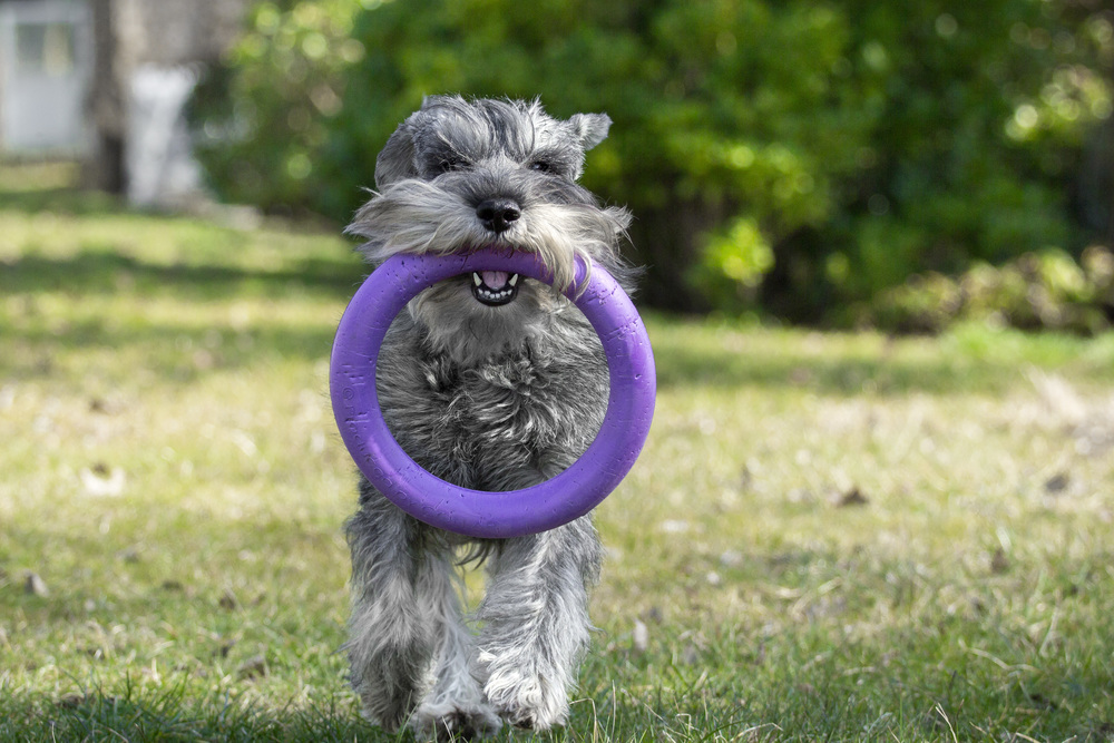 Schnauzer, peber/salt
