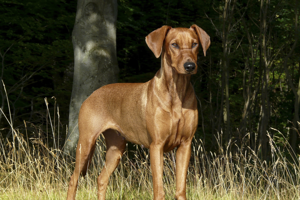 Tysk Pinscher
