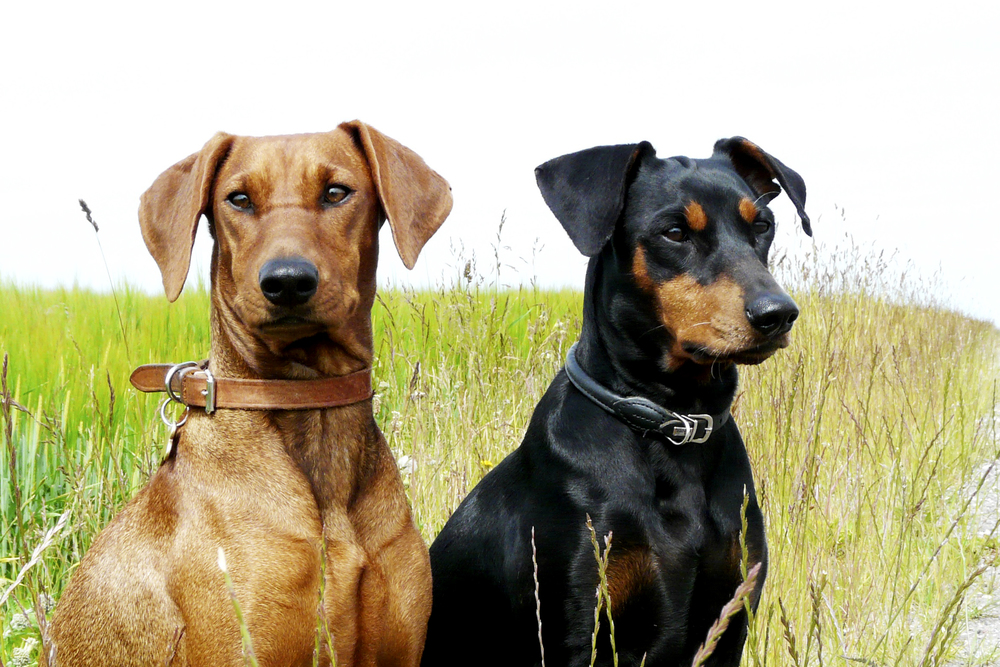 Tysk Pinscher