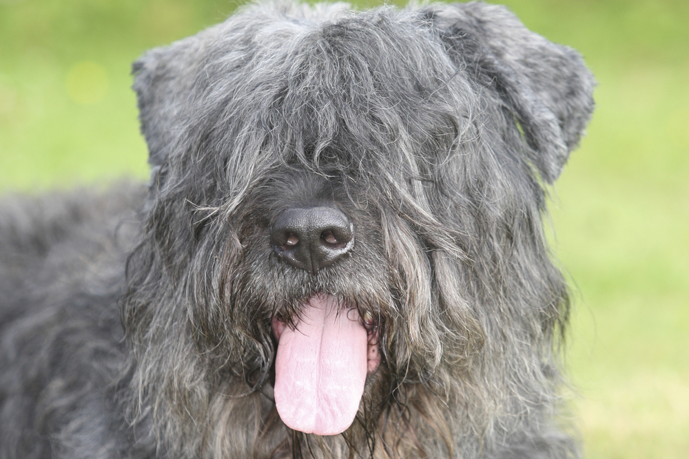 Bouvier des Flandres