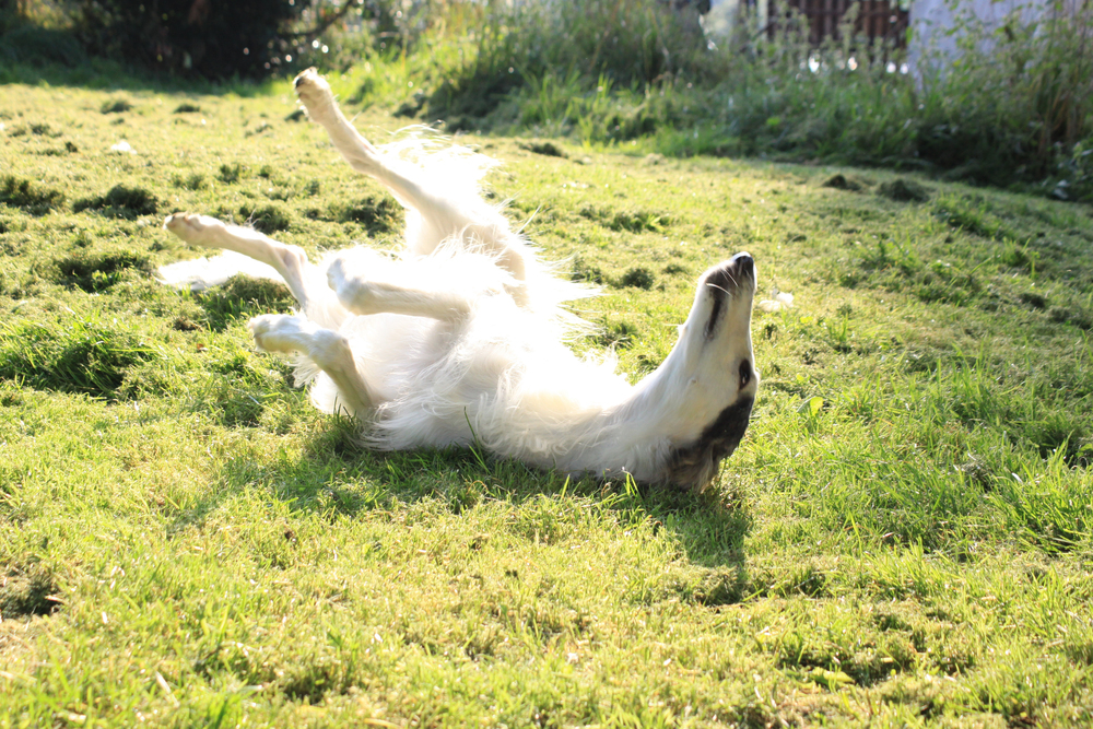 Borzoi