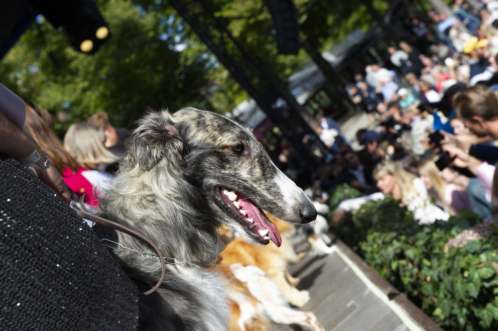 Borzoi